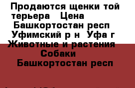 Продаются щенки той-терьера › Цена ­ 4 000 - Башкортостан респ., Уфимский р-н, Уфа г. Животные и растения » Собаки   . Башкортостан респ.